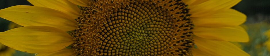 Picture of a sunflower with a blue sky background